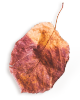https://neidhardt-photography.com/wp-content/uploads/2020/11/small_leaf_01.png