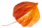 https://neidhardt-photography.com/wp-content/uploads/2020/12/small_leaf_05.png